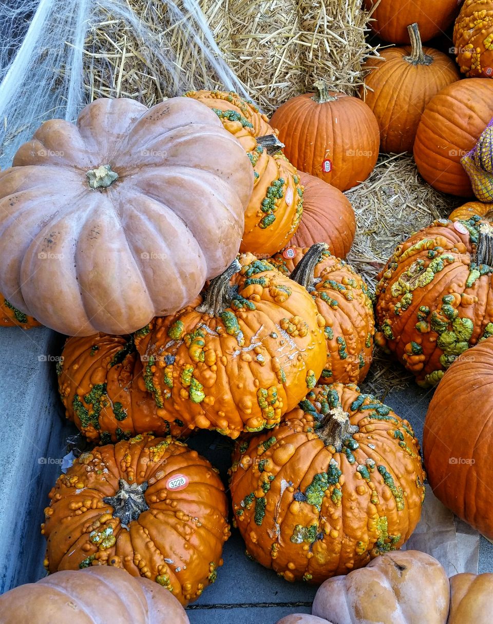 Multi-colored Pumpkins