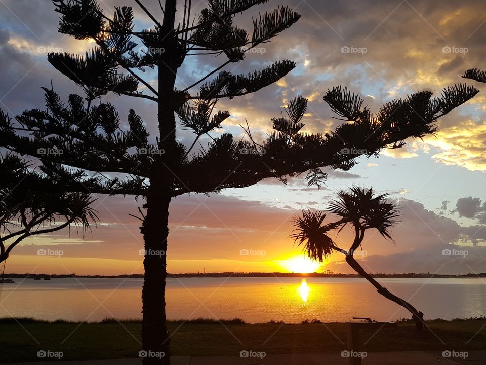 Sunshine Pine Trees