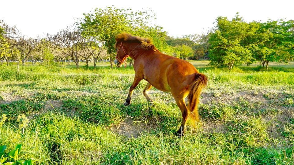 Horse  at the grass field 