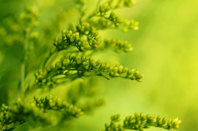 grüne Blüten