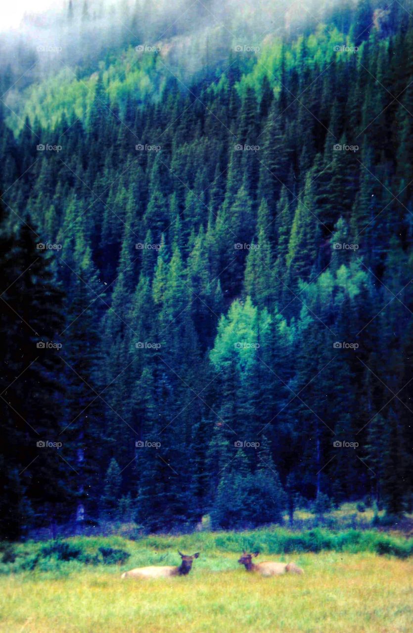 Beautiful view in Rocky Mountain national park. 