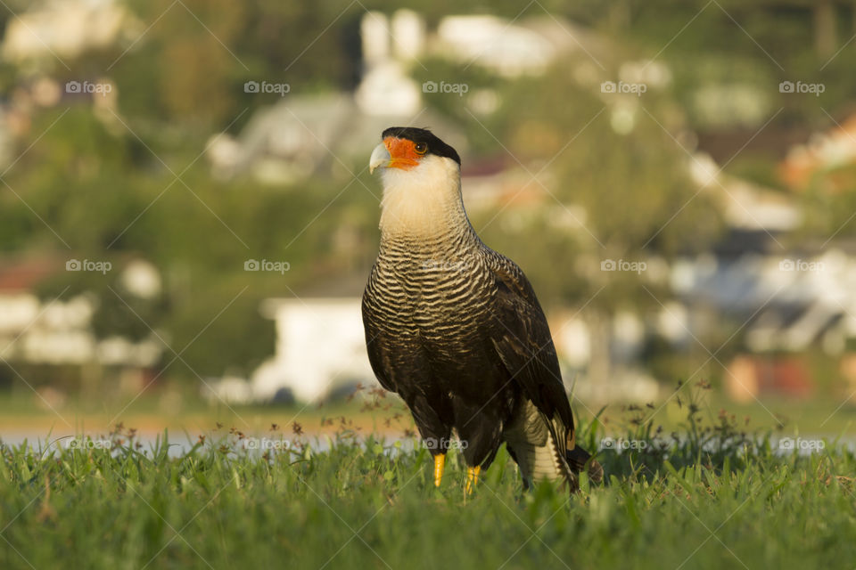 Caracara ( Polyborus plancus ).