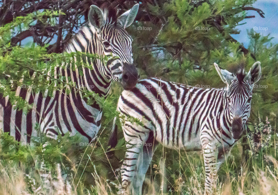 Mother and young zebra on a game reserve in South Africa 