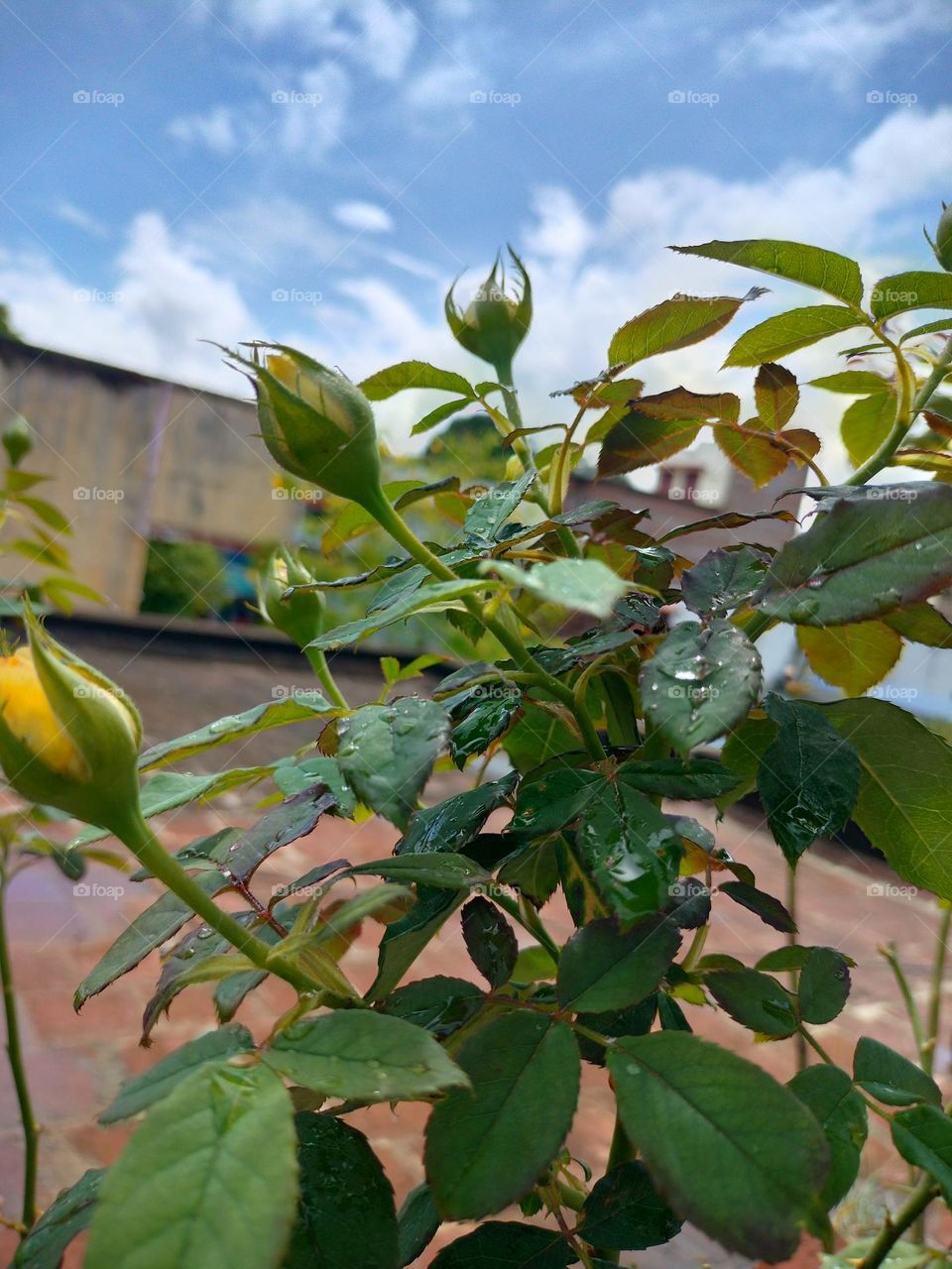 yellow rose buds