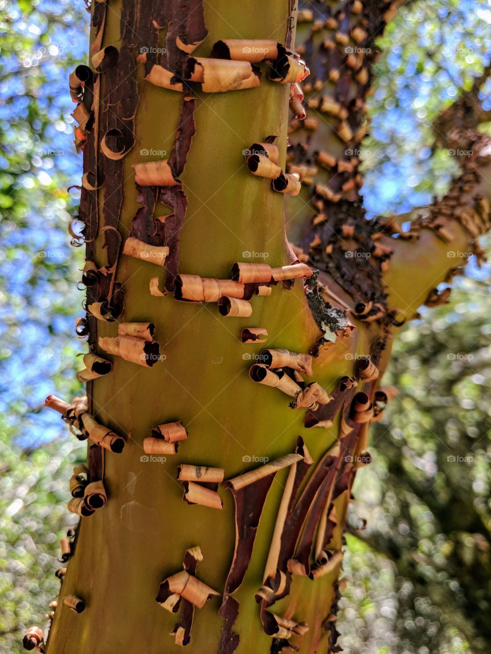 Peeling Tree