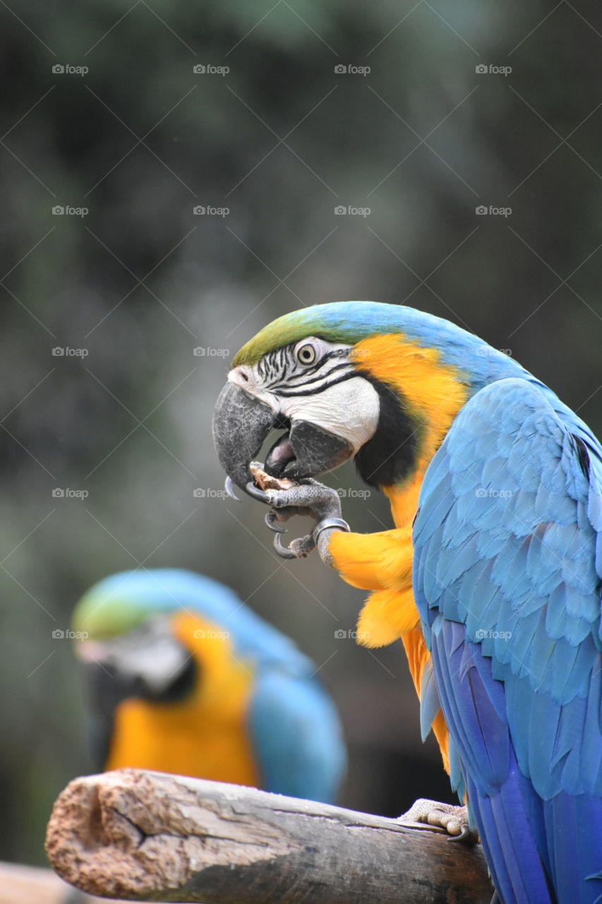 Australian Parrot / Bird / Close up