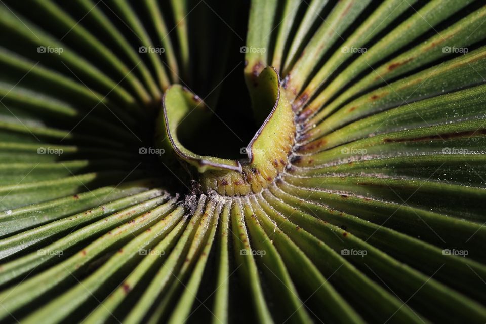 Palm leaf 