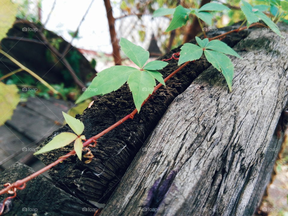 branch with green leaves on the old wooden boards