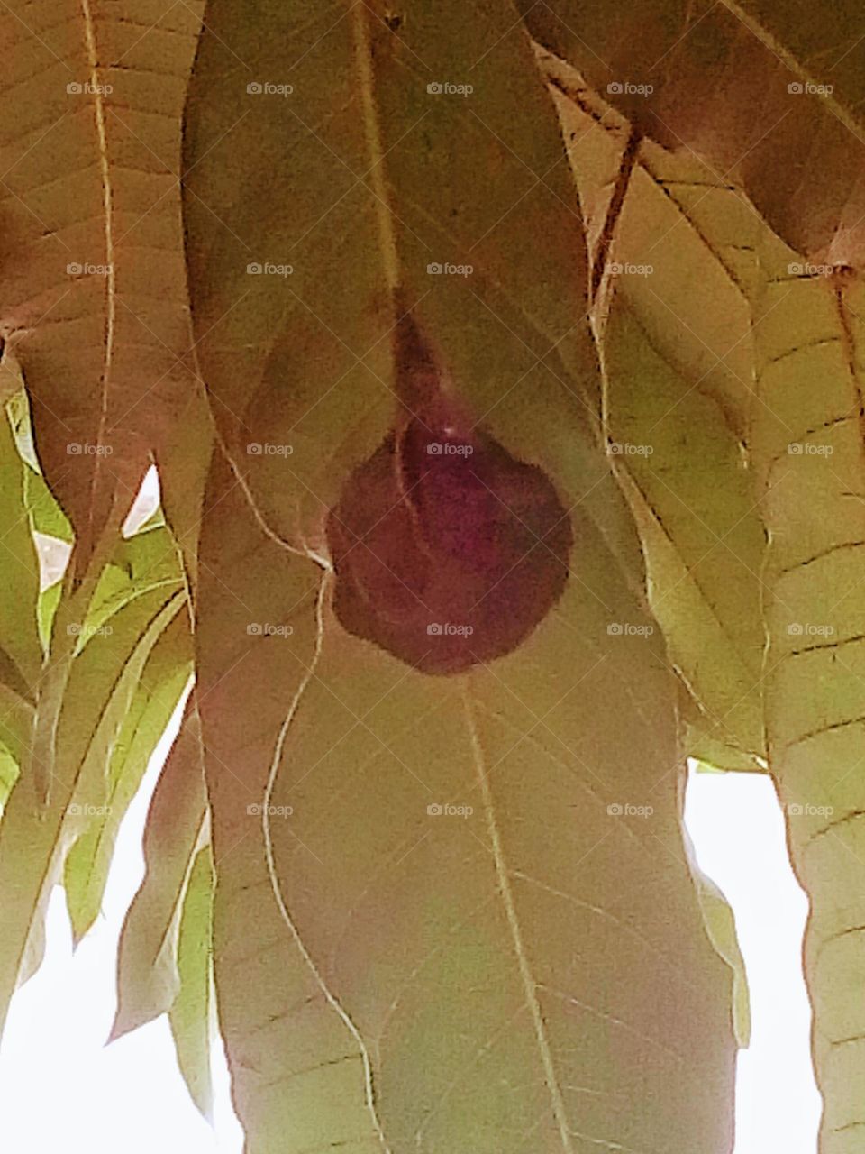 This is a mystery I discovered develop at the back of a mango leave