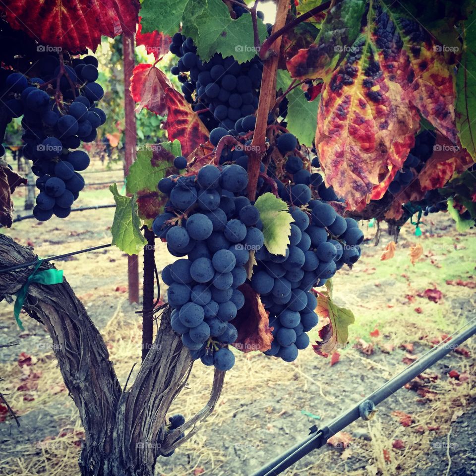 Cabernet Sauvignon Grapes 2016