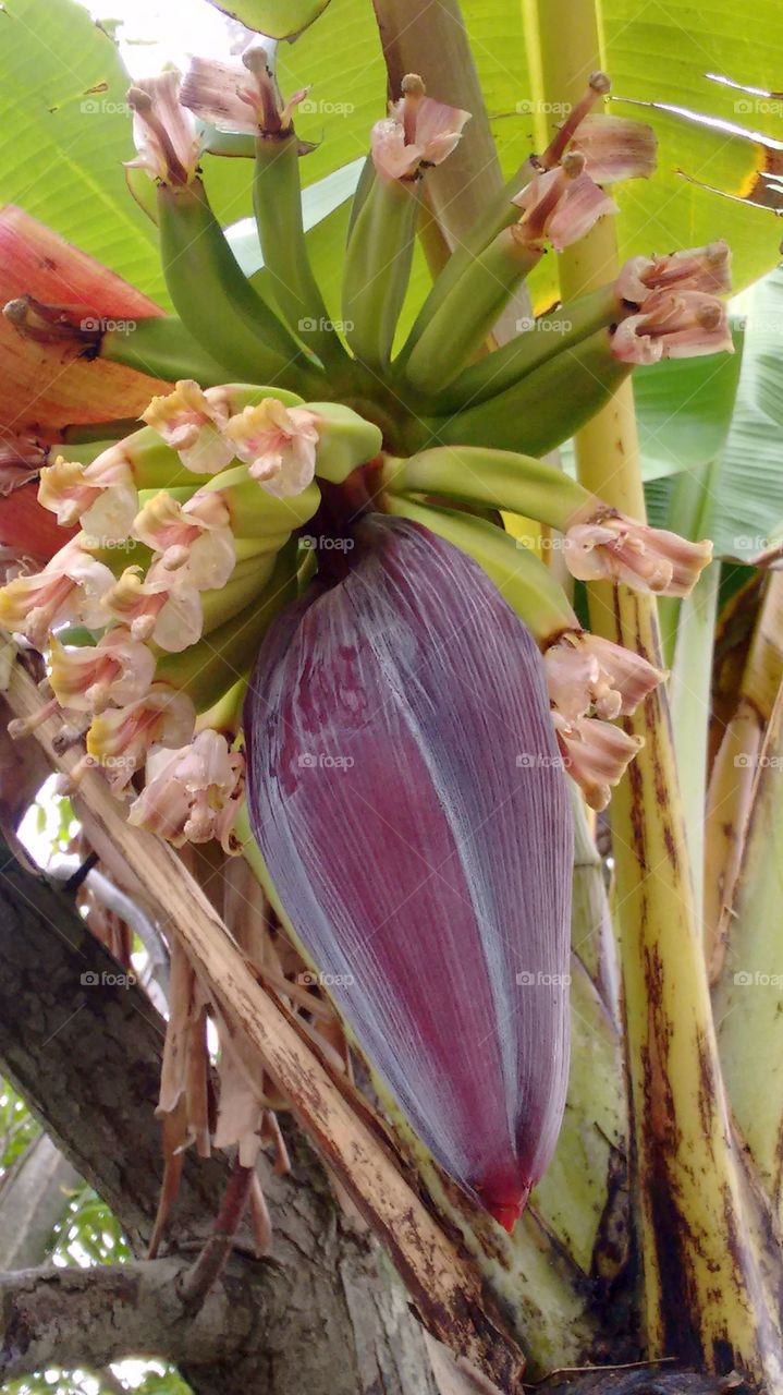 banana na floração flora brasileira para amantes  da natureza lindo de mais