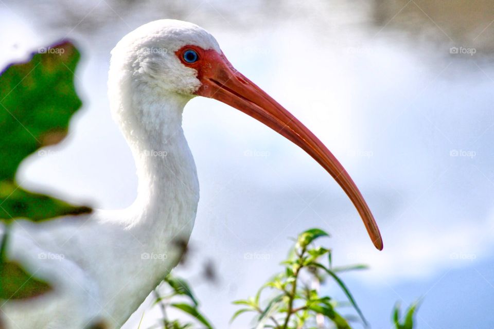 An American white ibis at close range.