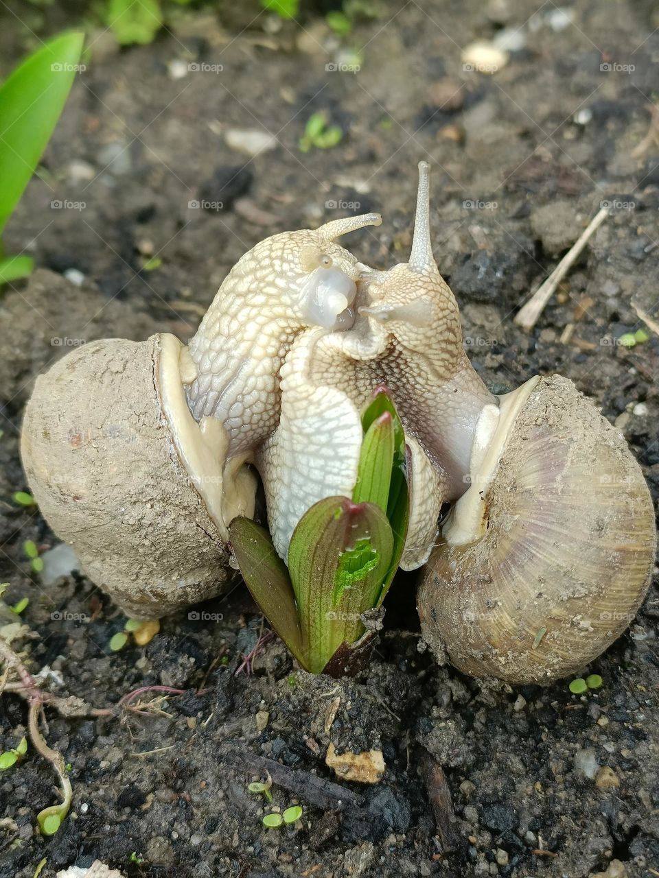 snails in love