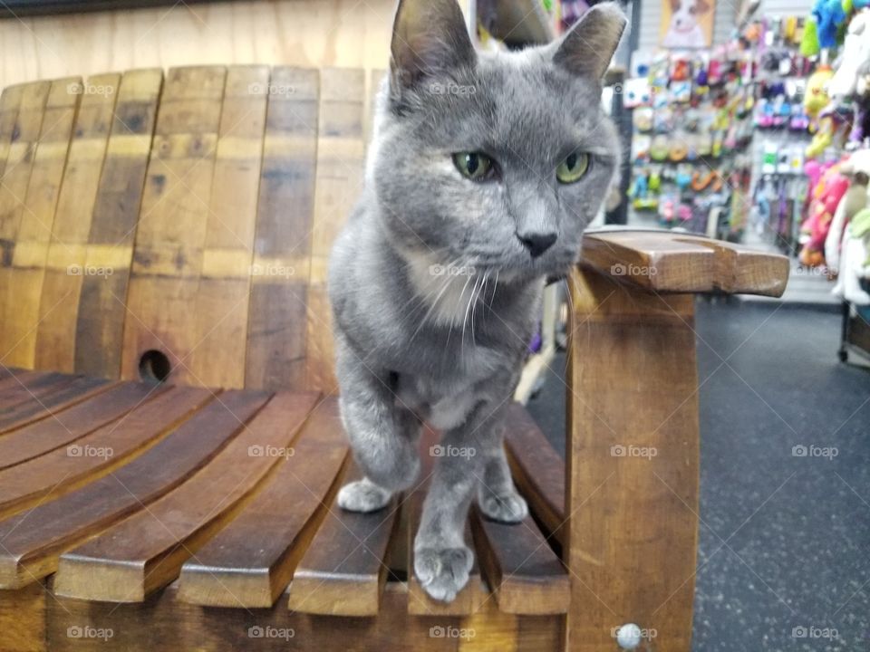 An adorable grey cat trying to jump from the chair to the ground. It has got green eyes. Taken this shot from a pet store in Forest Hills, New York.