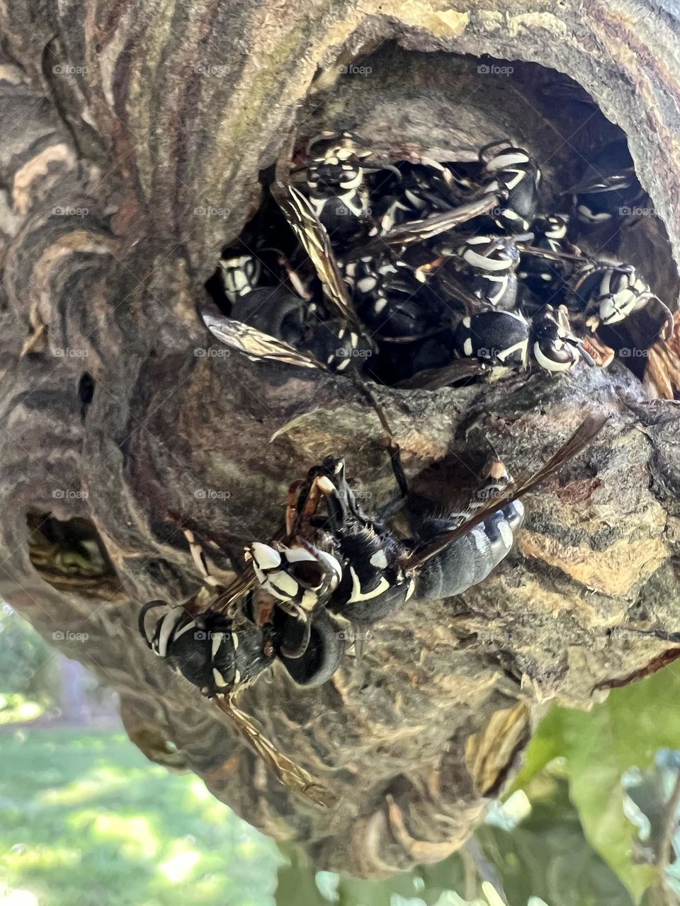 Bald faced hornets nest 