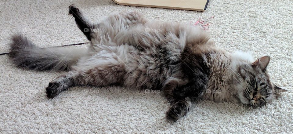 Relaxed Cat Belly Up