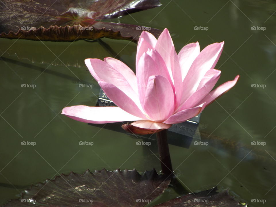 Pink Water Lilly Flower