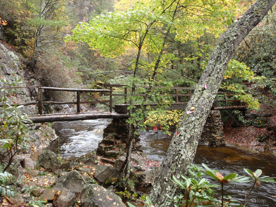 A bridge in the forest