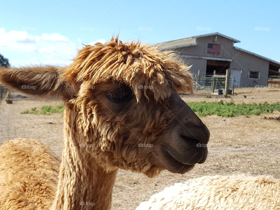 Close-up of alpaca