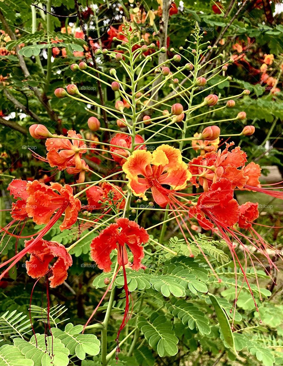 FLAMBOYANT, a Brazilian Flower🇺🇸 Very beautiful flowers to brighten our day.  Live nature and its beauty. Did you like the delicate petals? / 🇧🇷 Flores muito bonitas para alegrar nosso dia. Viva a natureza e sua beleza. Gostaram das pétalas delicadas? 