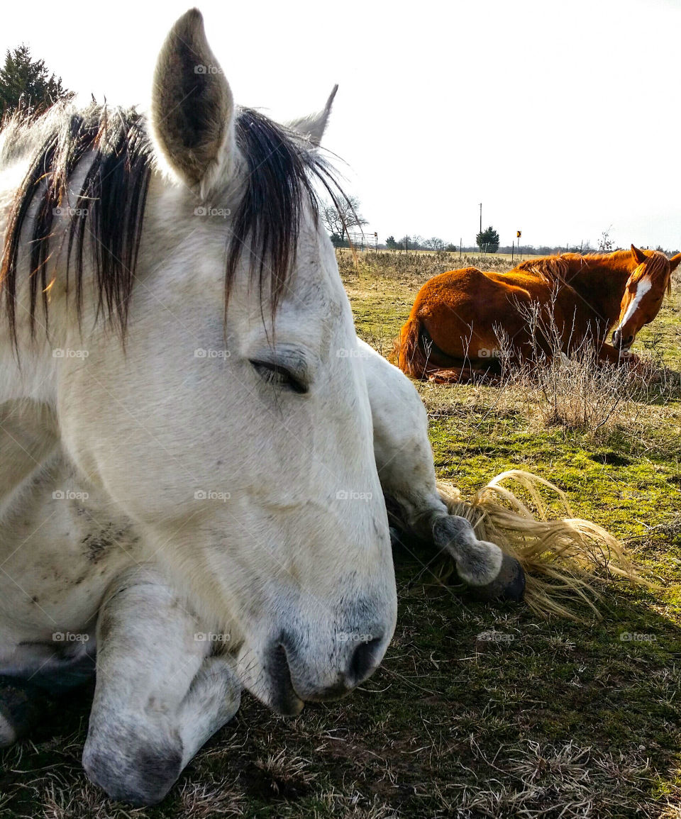 Horses resting in grass