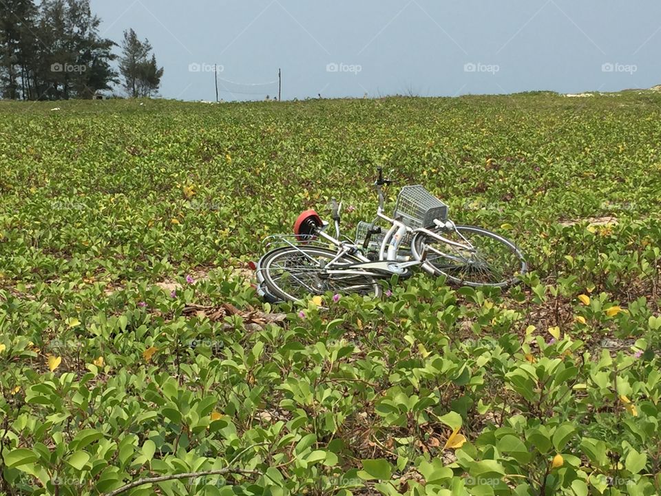 Bike in a Field