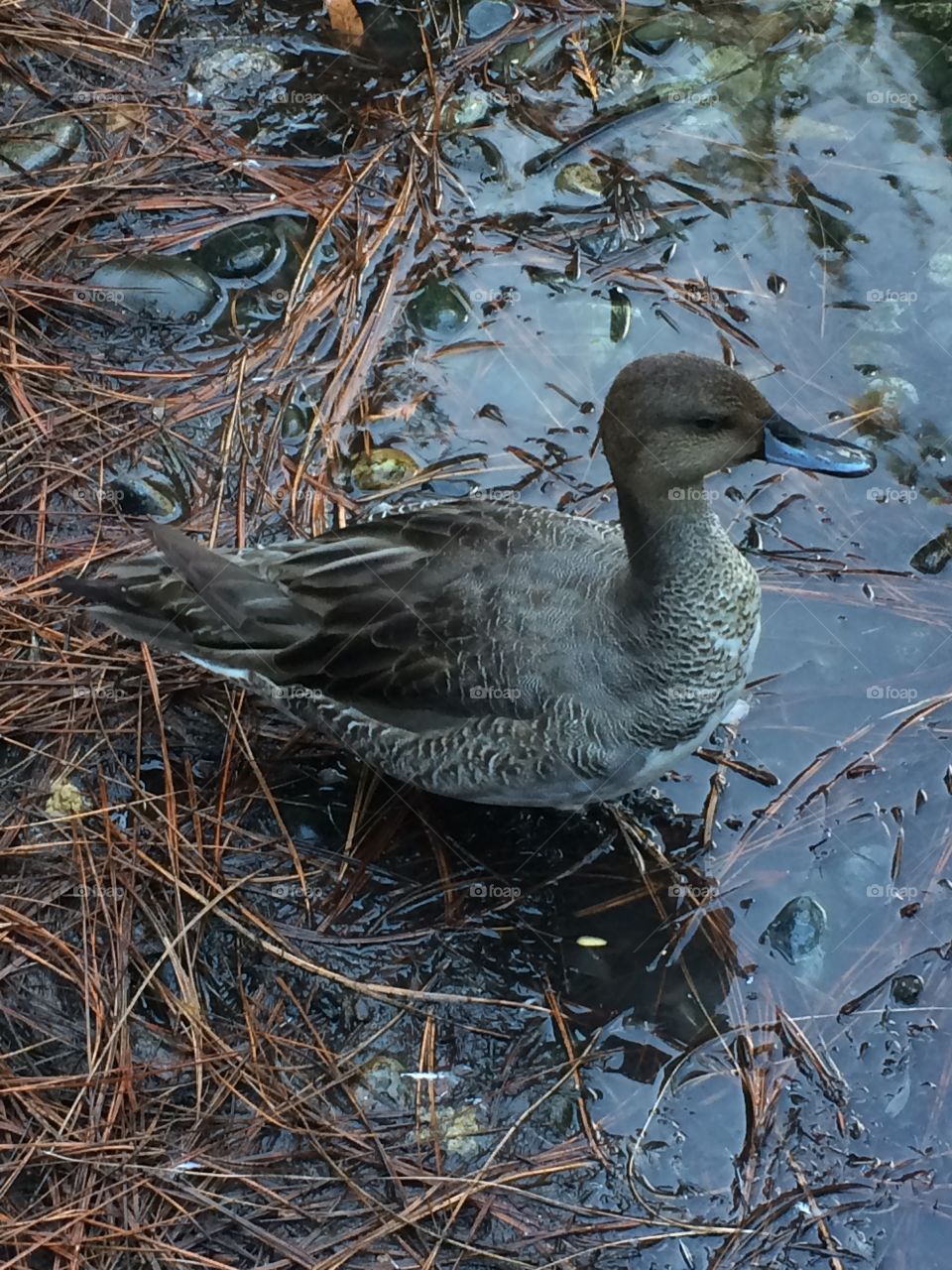 Ducky 