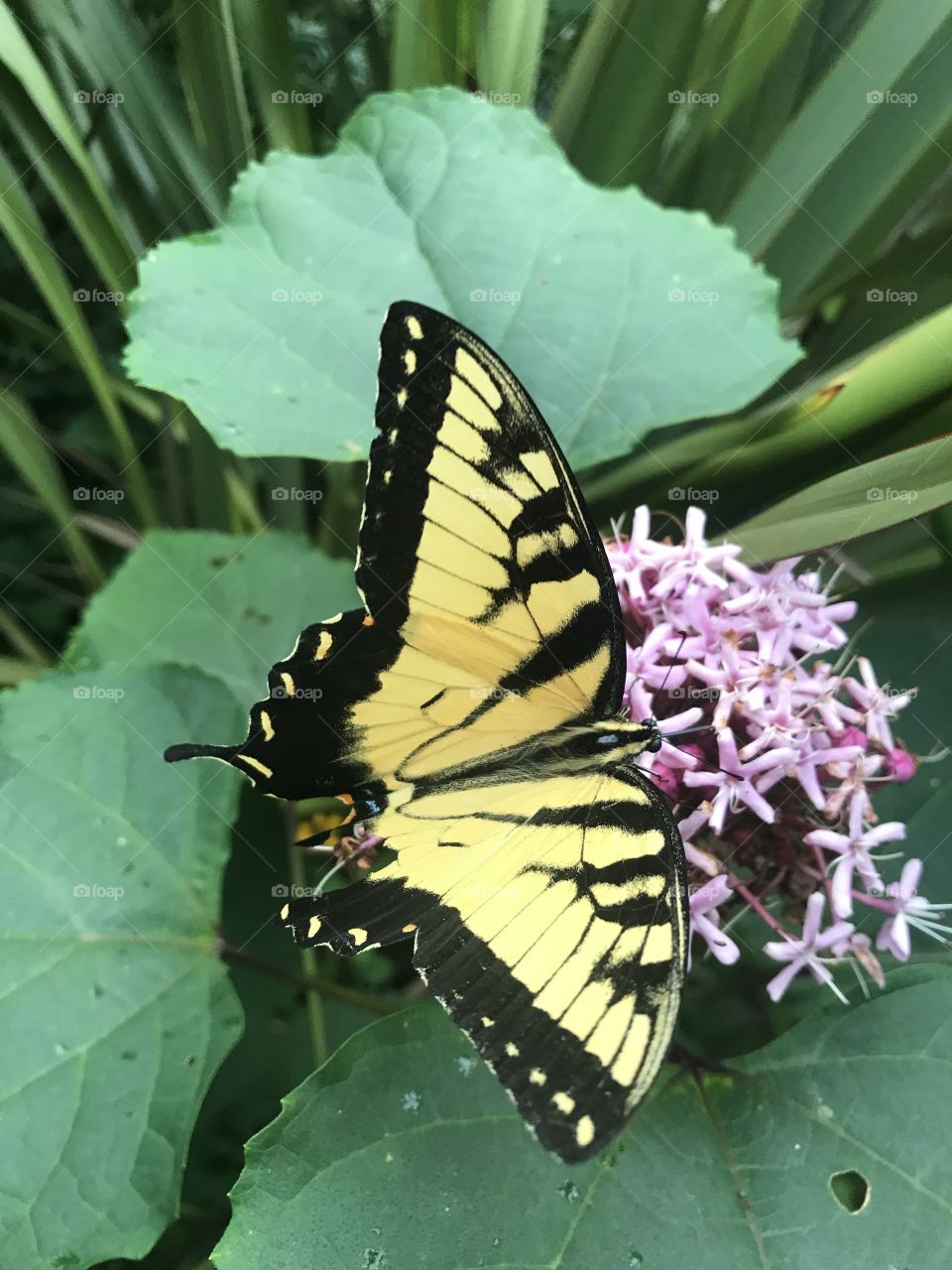 Tiger swallowtail on clerodendrum