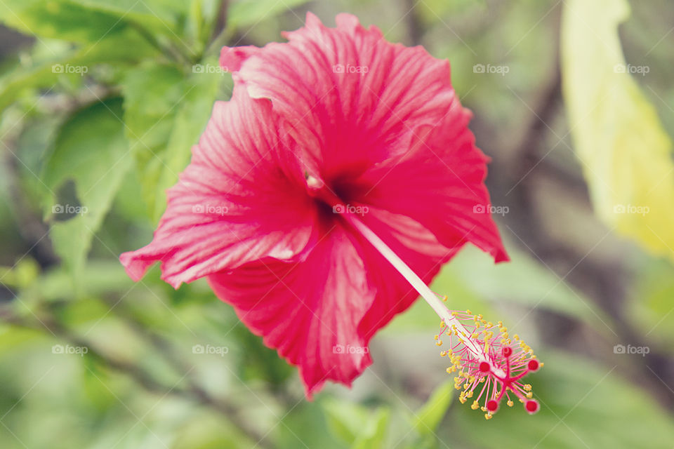 hibiscus