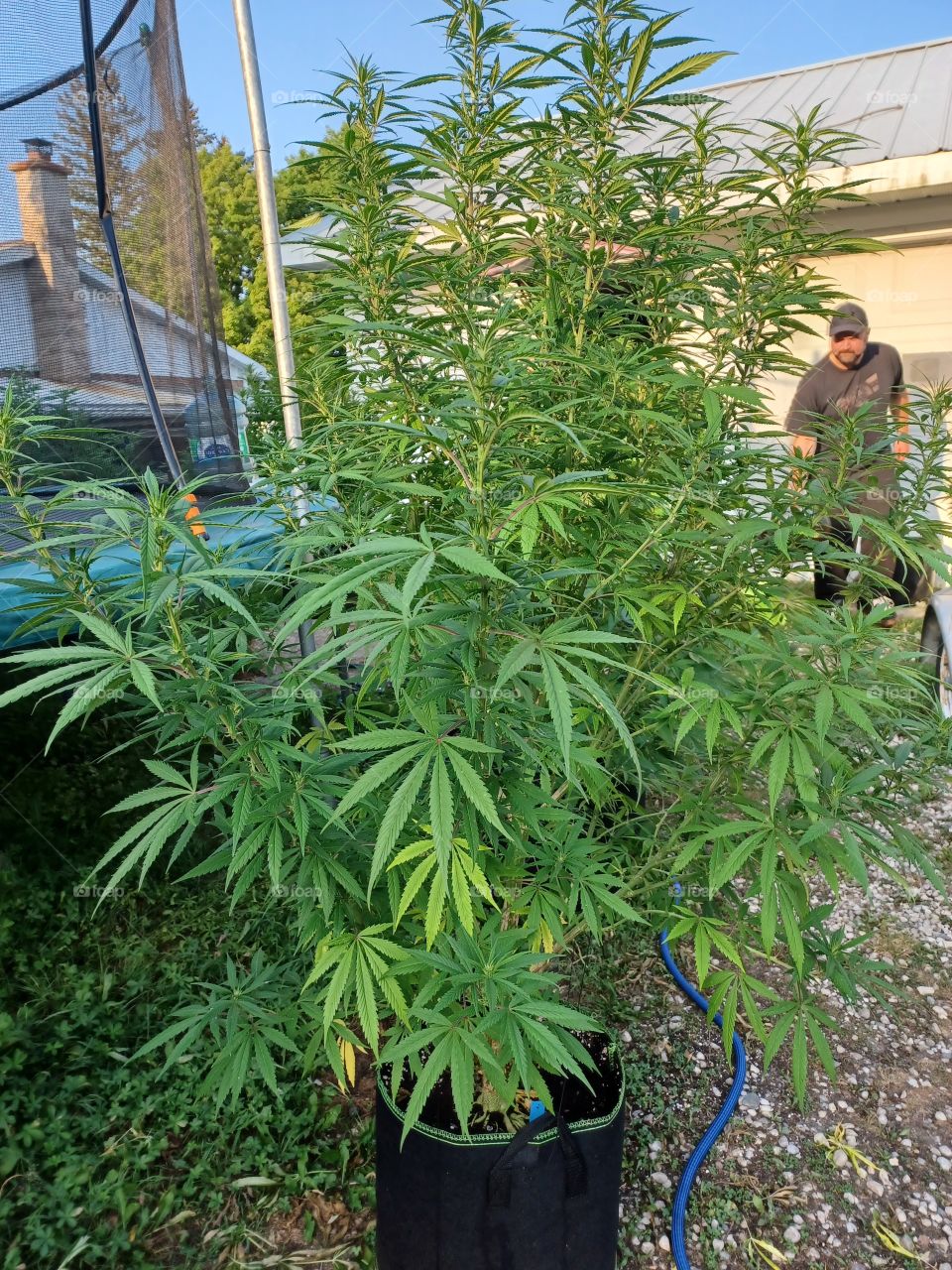 Femal Flowering Marijuana