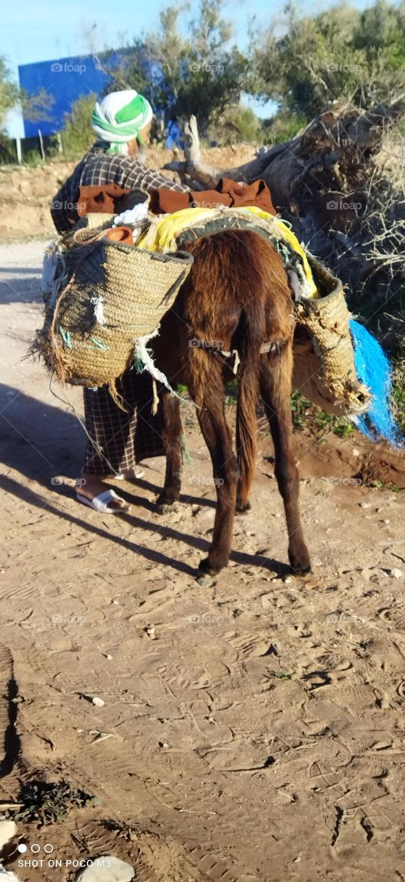 an old man with his donkey.