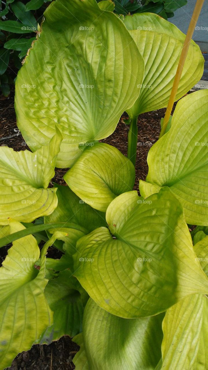 Leaf, Nature, No Person, Flora, Summer