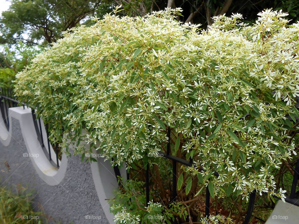 Changing Annual Euphorbia