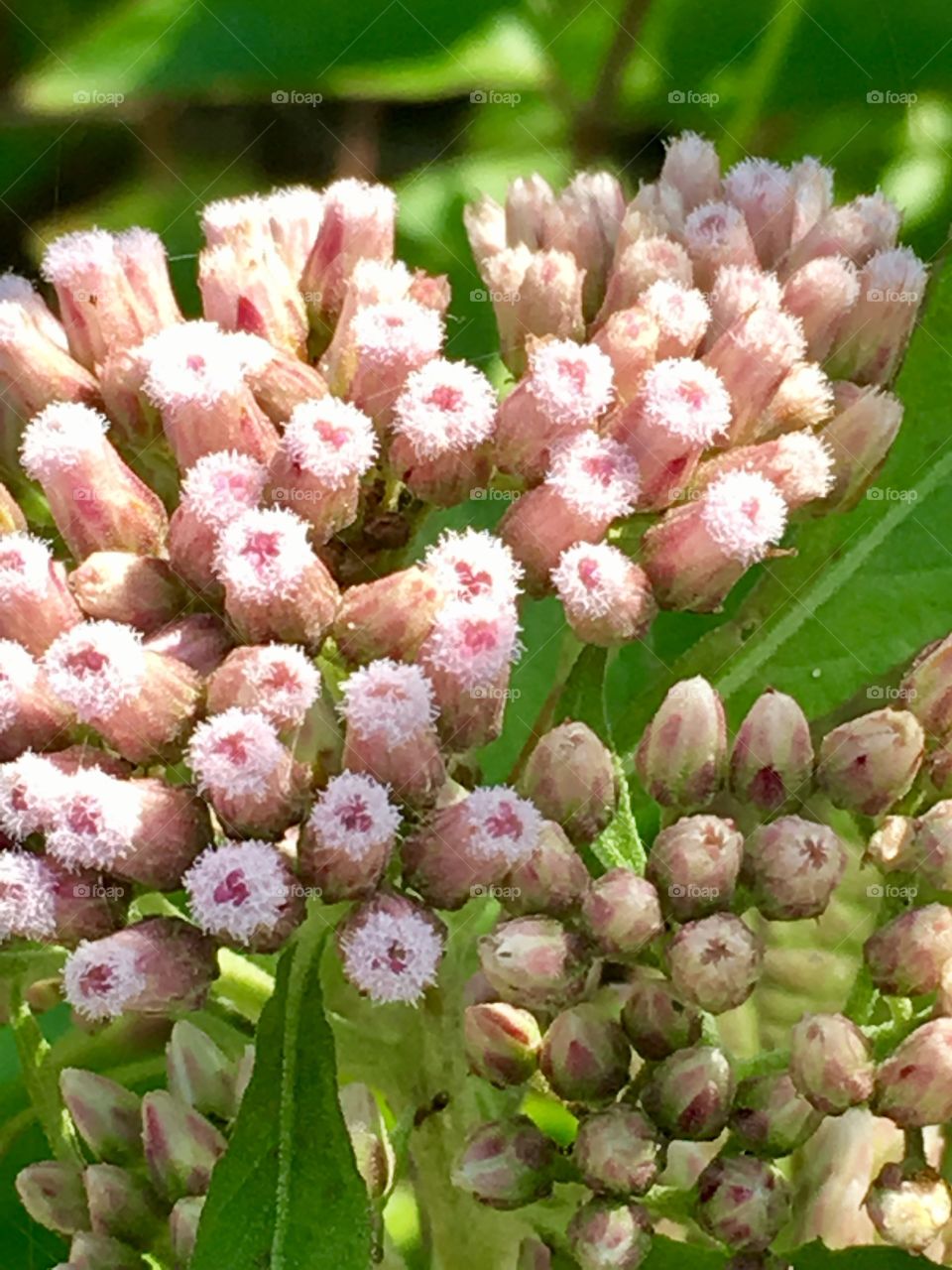 River flora