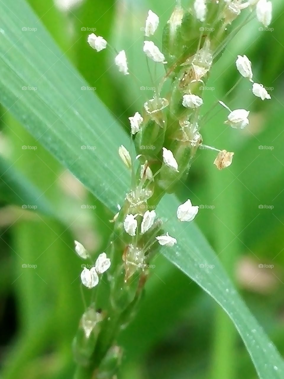 Tiny flowers of a weed