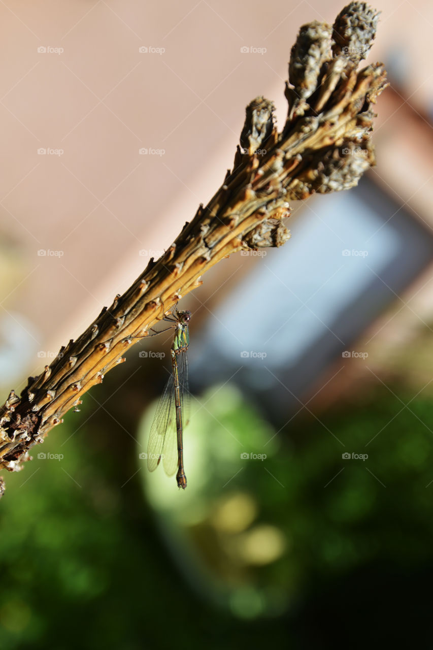 dragonfly. cut dragonfly