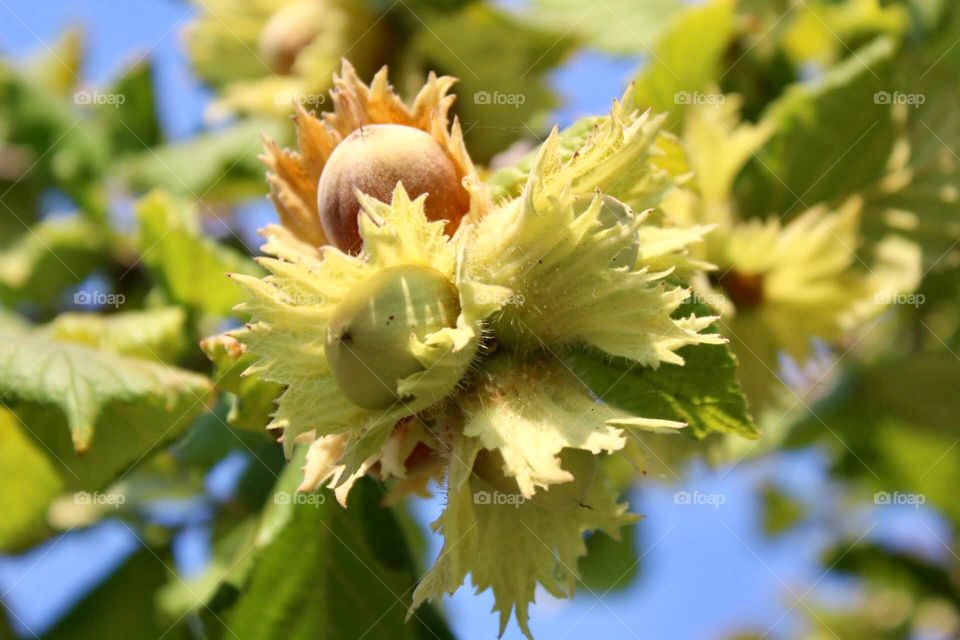 Hazelnuts 
