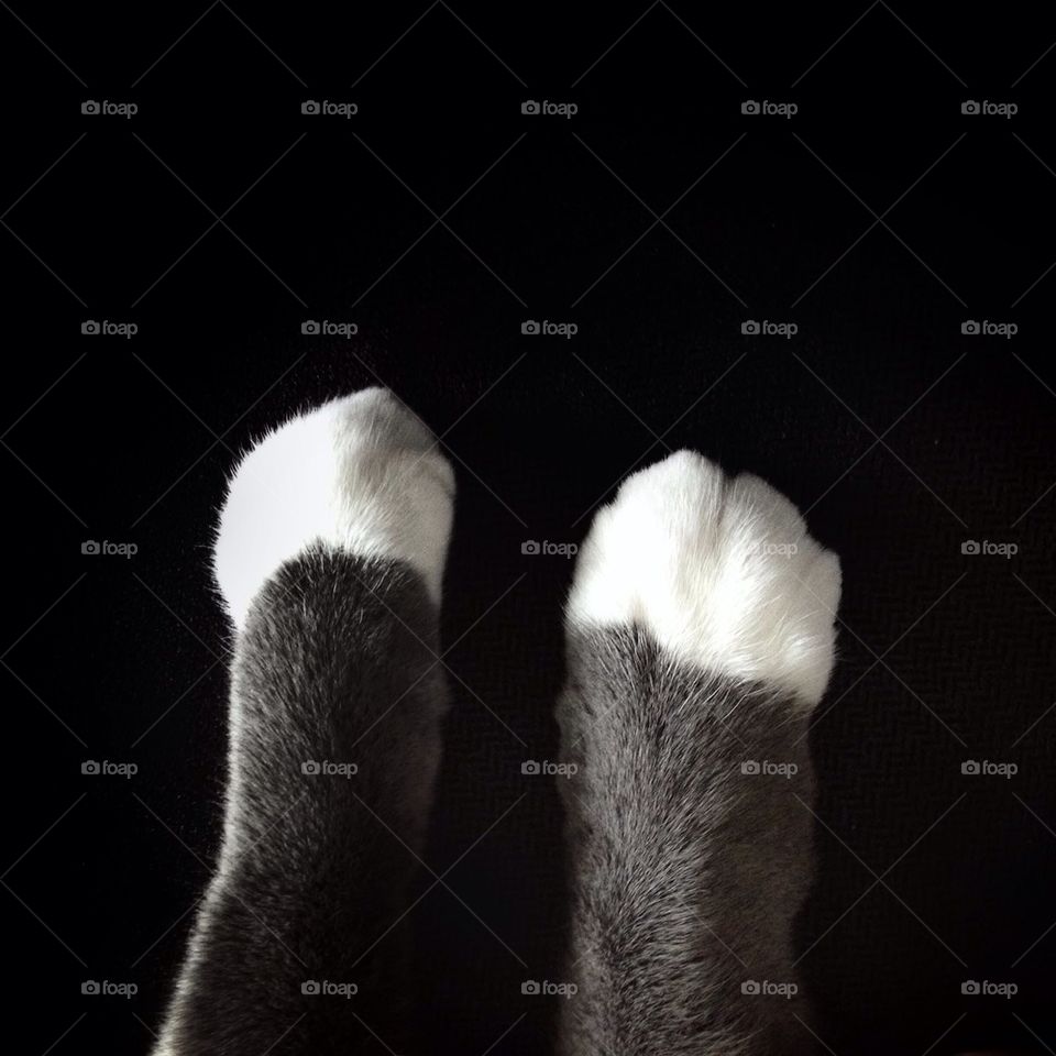 Paws