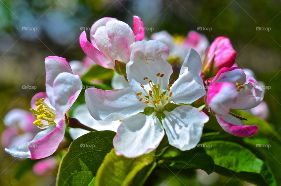 Flower time