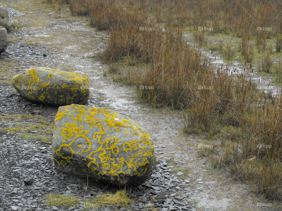 Yellow lychen covered boulders anf some dry grass