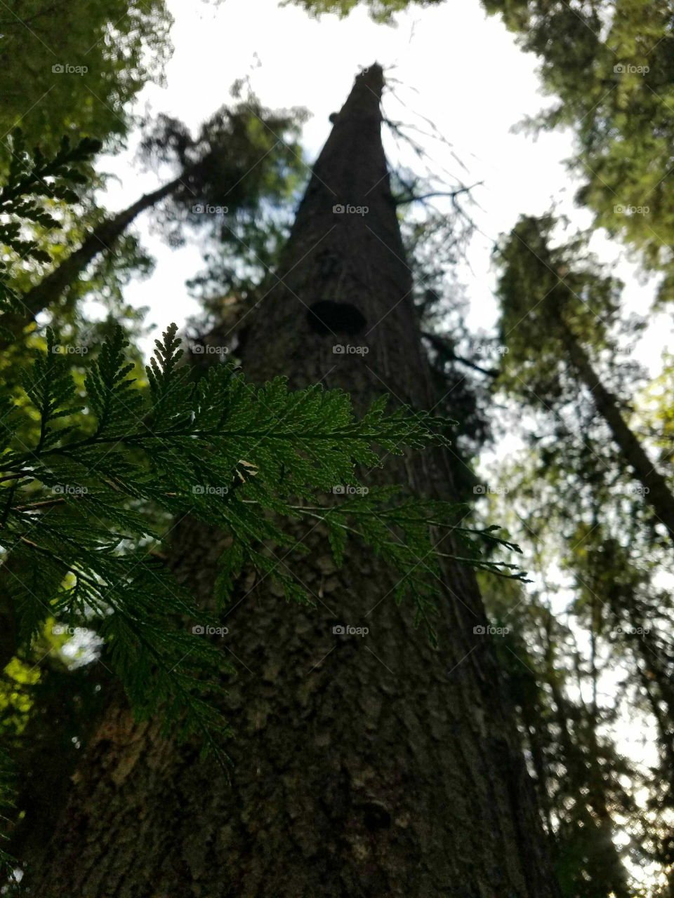 evergreen in Washington state Forest