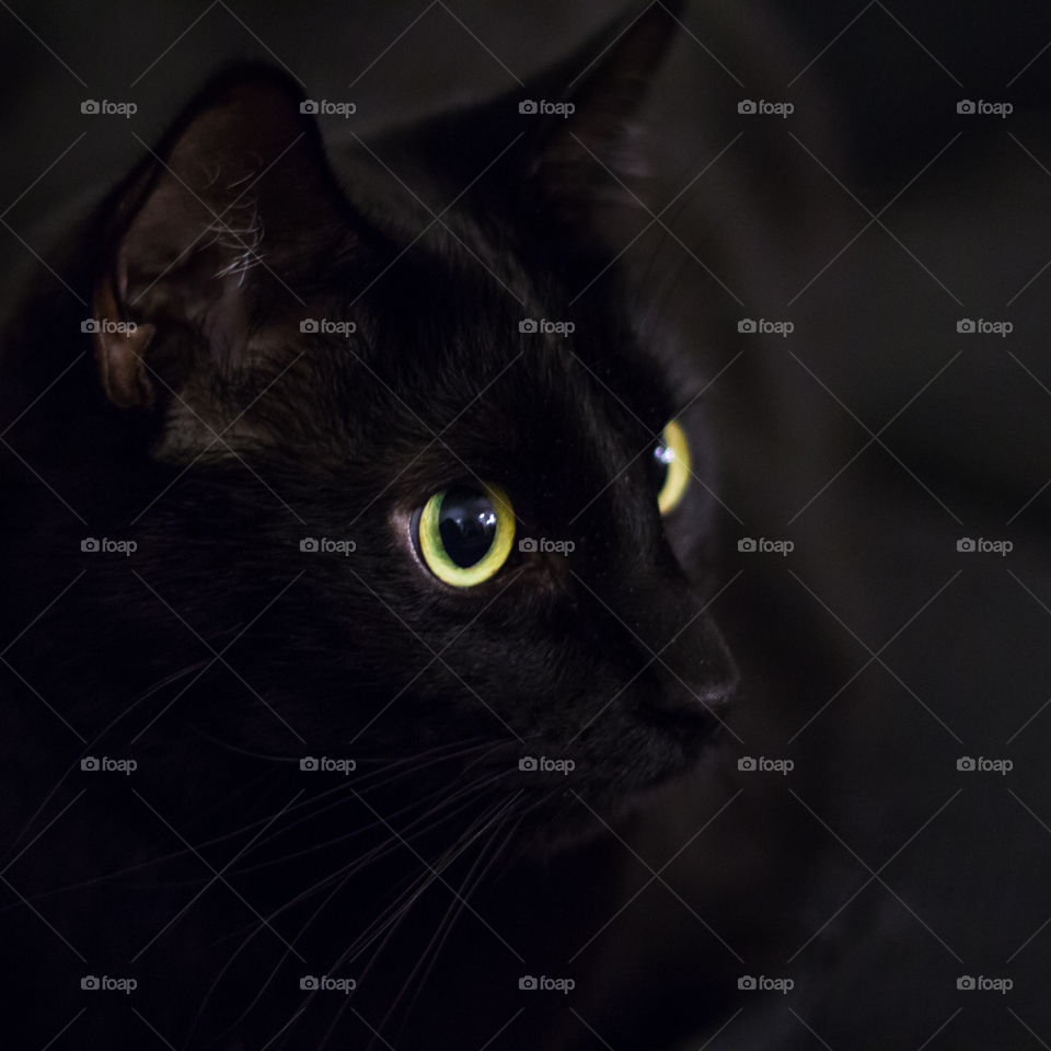 Close-up of black cat