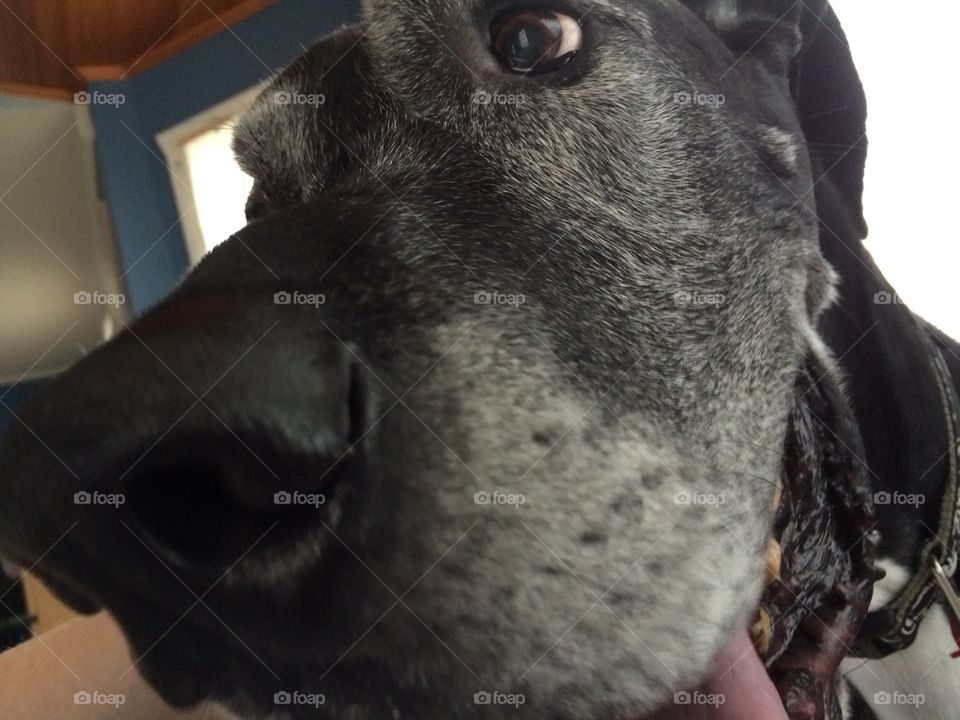 Great Dane head