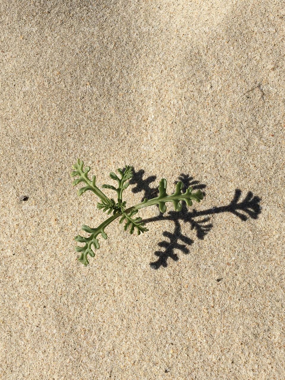 Sandy grass on beach dunes with its shadow 