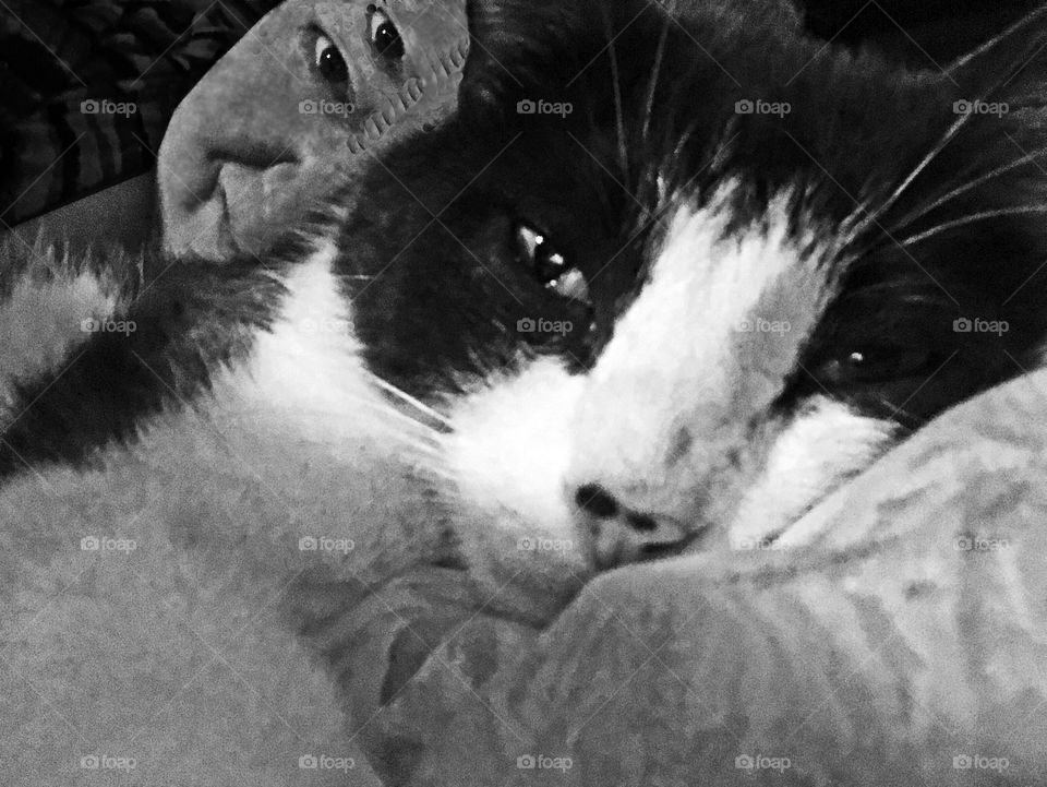 Some early morning sunshine and cuddles with my polar bear cat and some fun experimenting with desktop tools and techniques. The cat looks so impressed! π