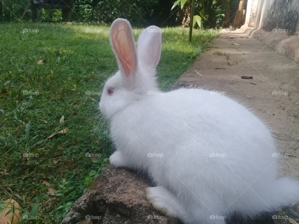 Beautiful Rabbit 🐇
