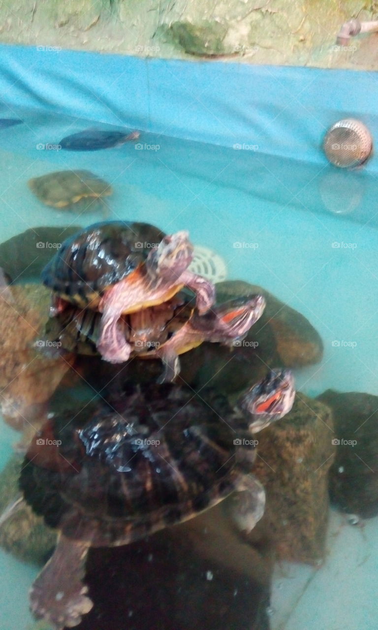 Маленькие черепахи