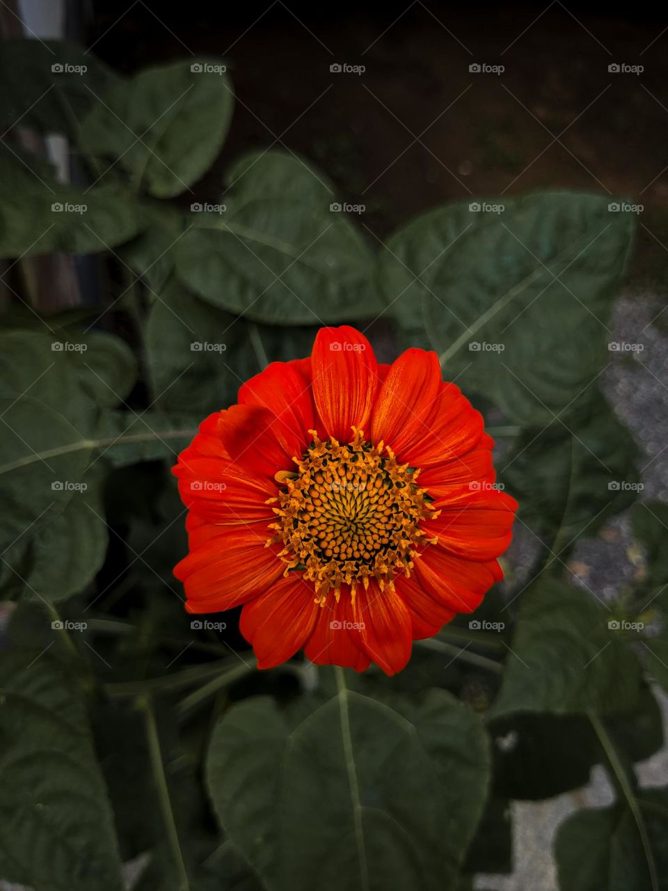 I'm more beautiful than anyone