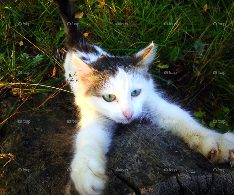 Willpower of a small cat