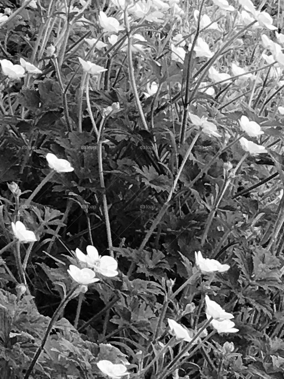 Black and white photo of flowers 